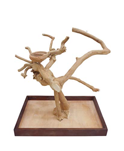 Medium Coffeewood Tree Mini Tabletop