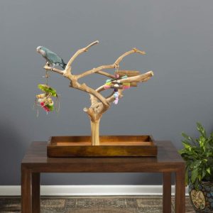 Medium Coffeewood Tree Mini Tabletop